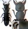 Ocypus solarii